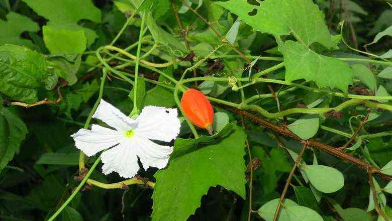 Dây cứt quạ giúp giảm đau bụng kinh