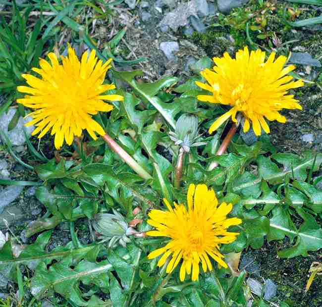 Cây bồ công anh Trung Quốc (bồ công anh thấp) có tác dụng gì