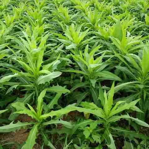 Cây bồ công anh Việt Nam (bồ công anh thân cao) có tác dụng gì