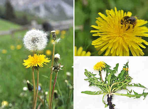 Cây bồ công anh Trung Quốc (bồ công anh thấp)