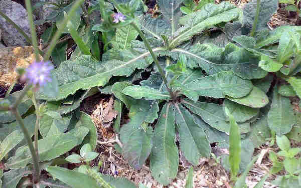 Cây chỉ thiên (thổ bồ công anh)