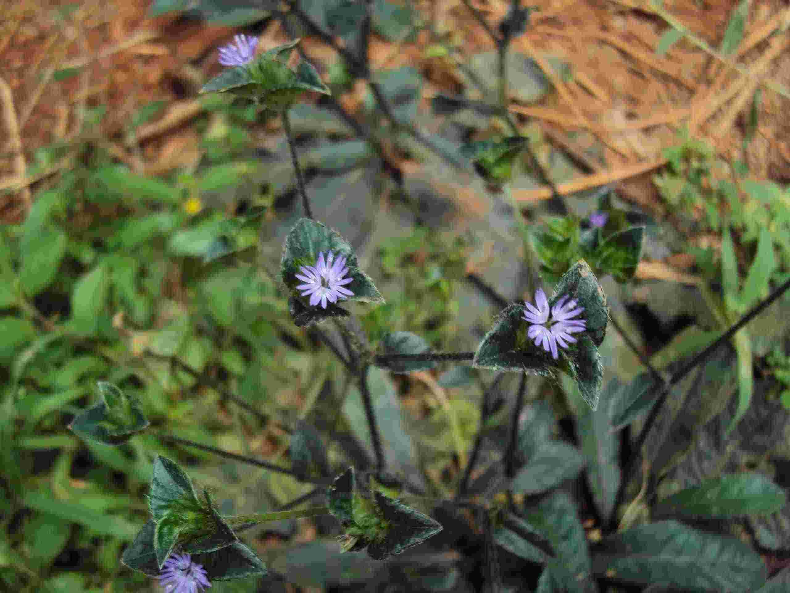 Hoa cây chỉ thiên (thổ bồ công anh)