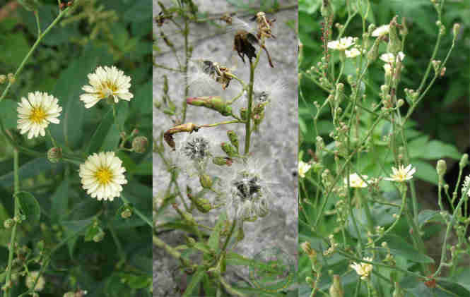 Hoa và cụm quả của cây bồ công anh thân cao