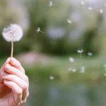 Quả bồ công anh trung quốc