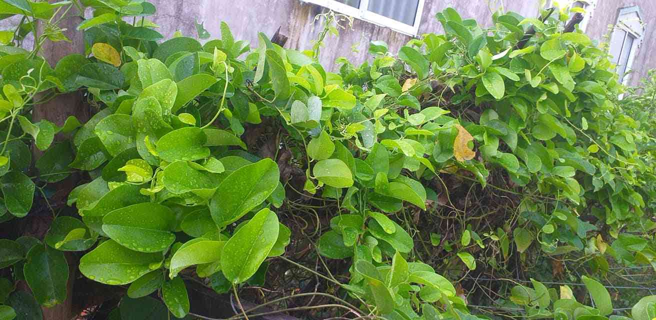 Công dụng của sương sâm