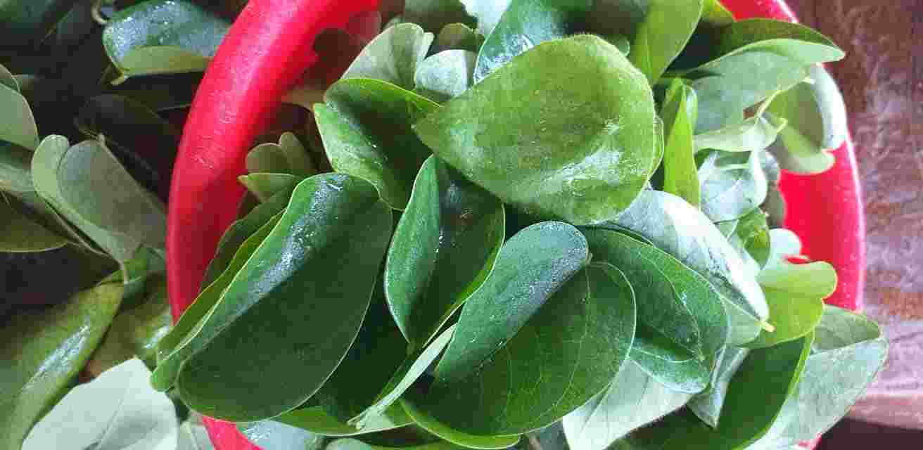 Lá sương sâm lông (hình tam giác, nhạt màu) và lá sương sâm trơn