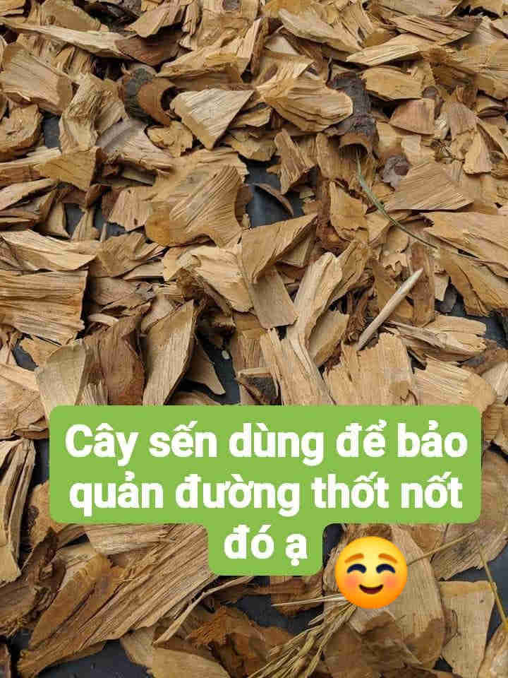 Gỗ sến