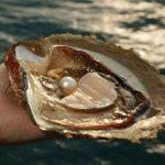 Ngọc trai (trân châu)