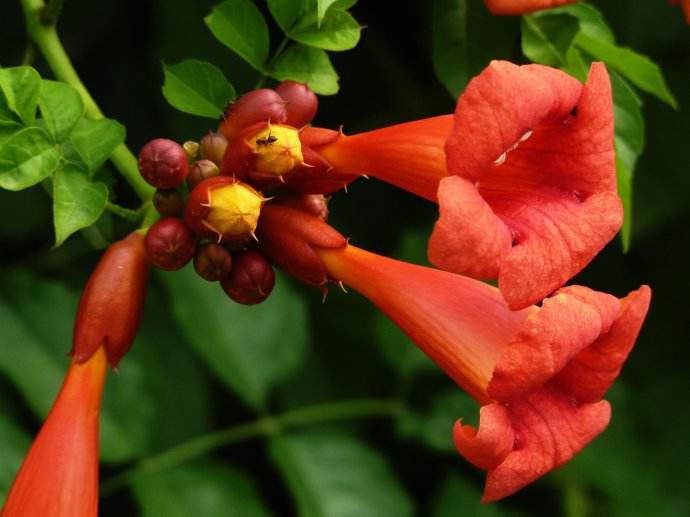 Hậu ngạc lăng tiêu (lăng tiêu đài dày, lăng tiêu Mỹ)