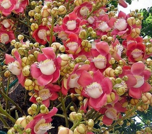 Hoa ngọc kỳ lân
