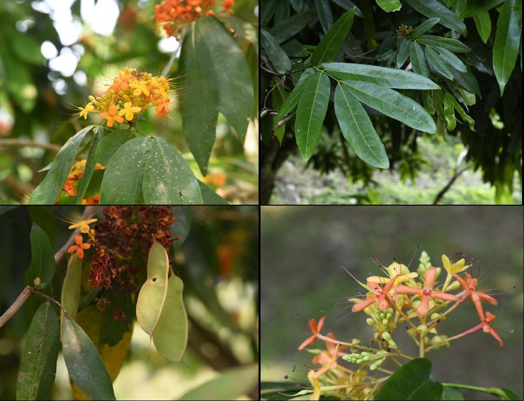 Hoa vàng anh lá bé (印度无忧花 Saraca indica Linn)
