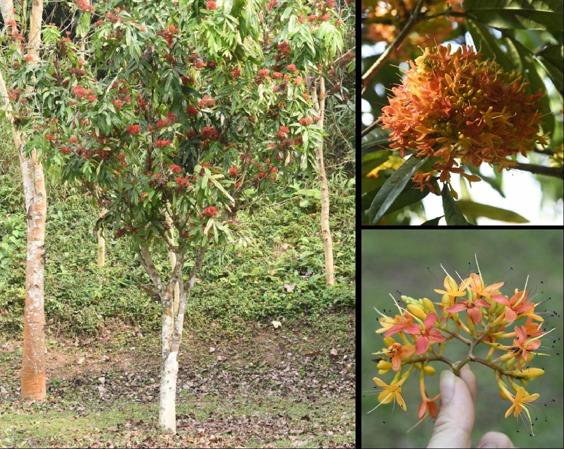 Hoa vô ưu (无忧树 Saraca asoca)