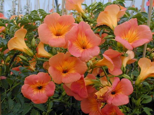 Lăng tiêu (đăng tiêu hoa to)