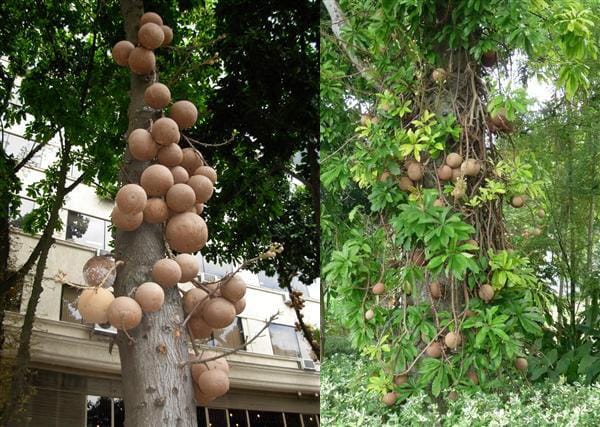 Quả ngọc kỳ lân