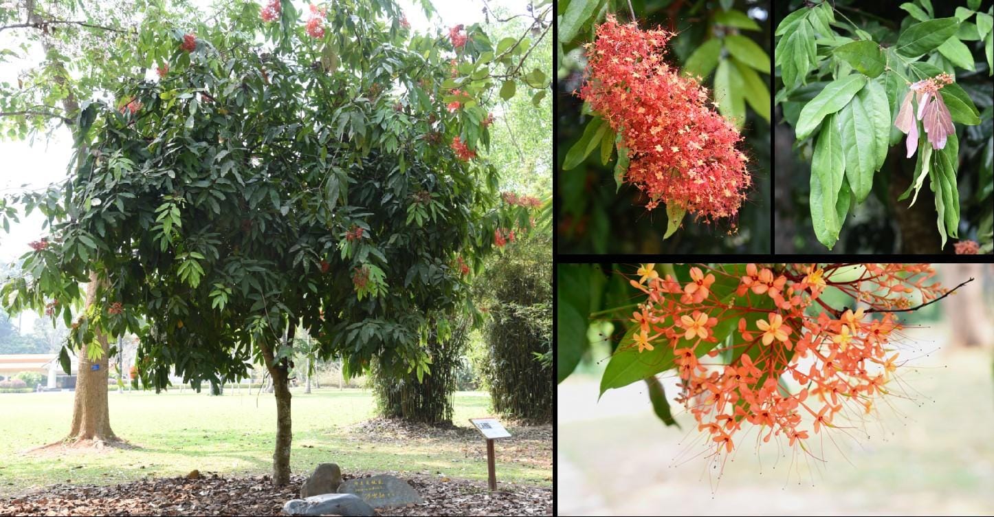 Thùy chi vô ưu hoa (垂枝无忧花 Saraca declinata)