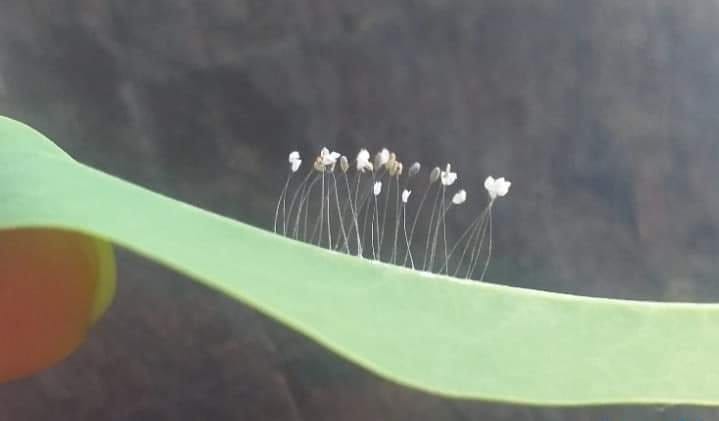 Trứng côn trùng trên lá đàn hương