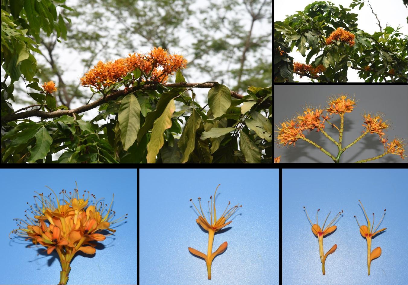 Trung Quốc vô ưu hoa (中国无忧花 Saraca dives)
