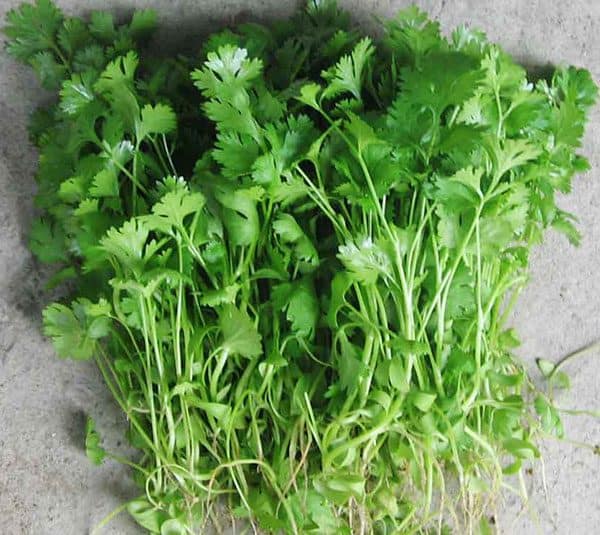 Rau ngò rí (rau mùi) có tác dụng gì