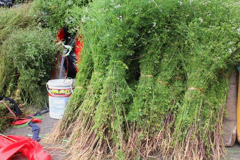 Rau ngò rí (rau mùi)