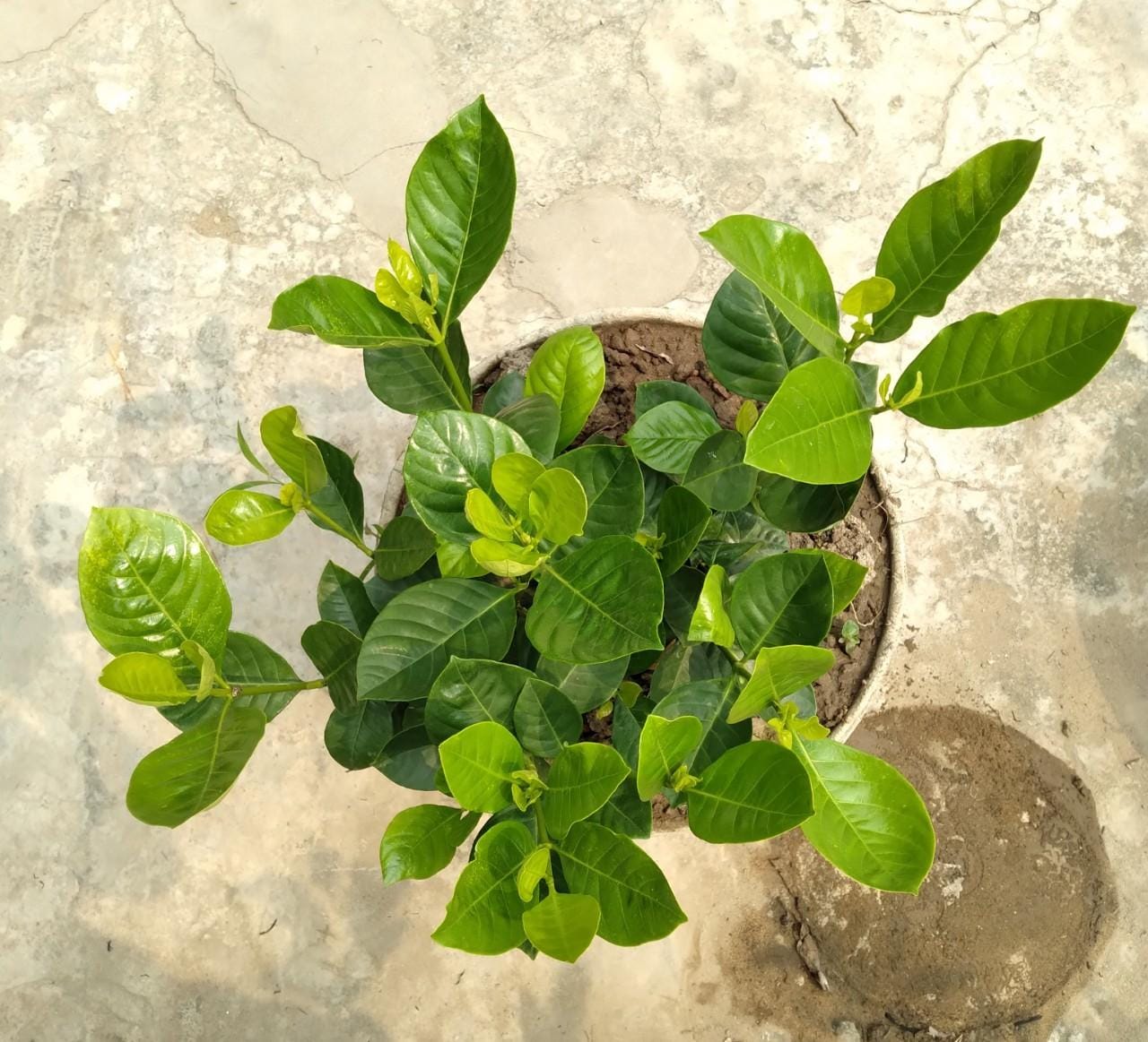 Cây dành dành (còn gọi là bạch thiên hương)
