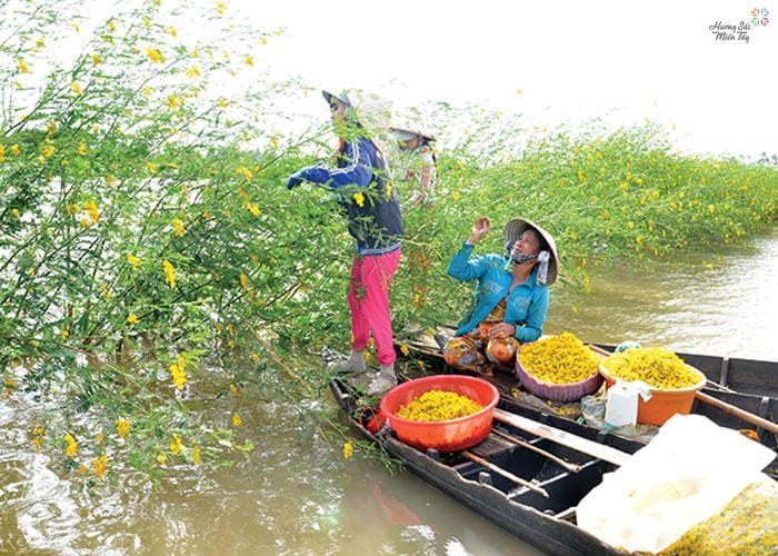 Hái bông điên điển mùa nước nổi