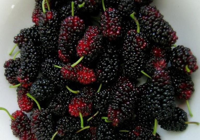 Quả dâu tằm chín có tác dụng gì