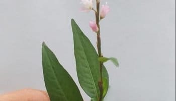 Tác dụng và tác hại của rau răm đối với nam nữ