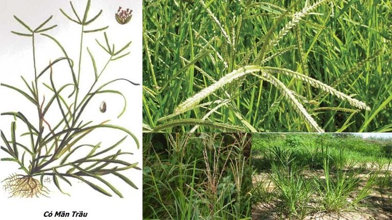Cỏ mần trầu có tác dụng gì