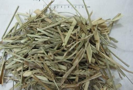 Cây cỏ mần trầu phơi khô có tác dụng gì