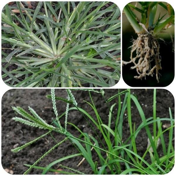 Cây cỏ mần trầu có tác dụng gì