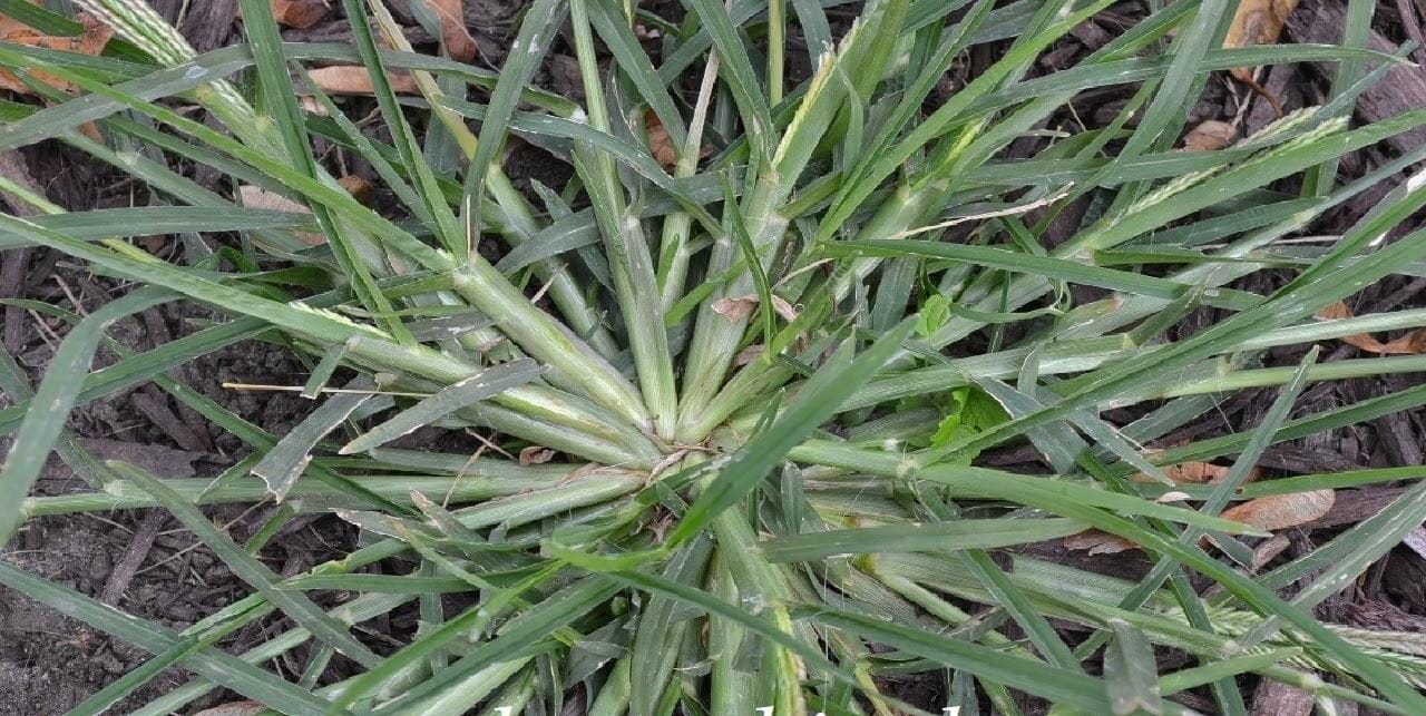 Cây cỏ mần trầu - thuốc nam trị tăng huyết áp