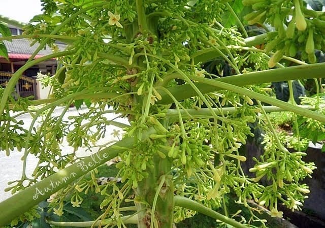 Hoa đu đủ đực