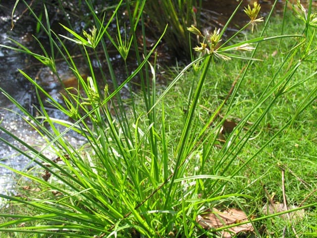 Cây cỏ cú (cỏ gấu)