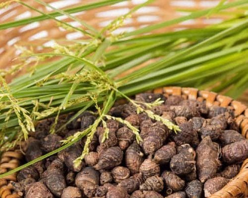 Hương phụ (củ cỏ cú, cỏ gấu) có tác dụng gì