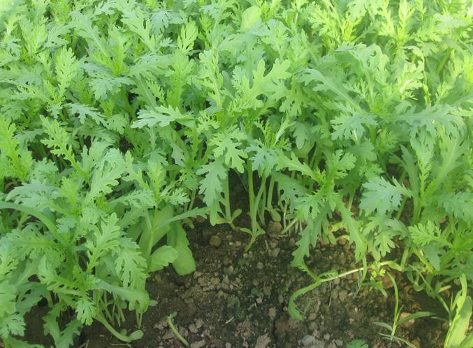 Rau tần ô (cải cúc) có tác dụng gì