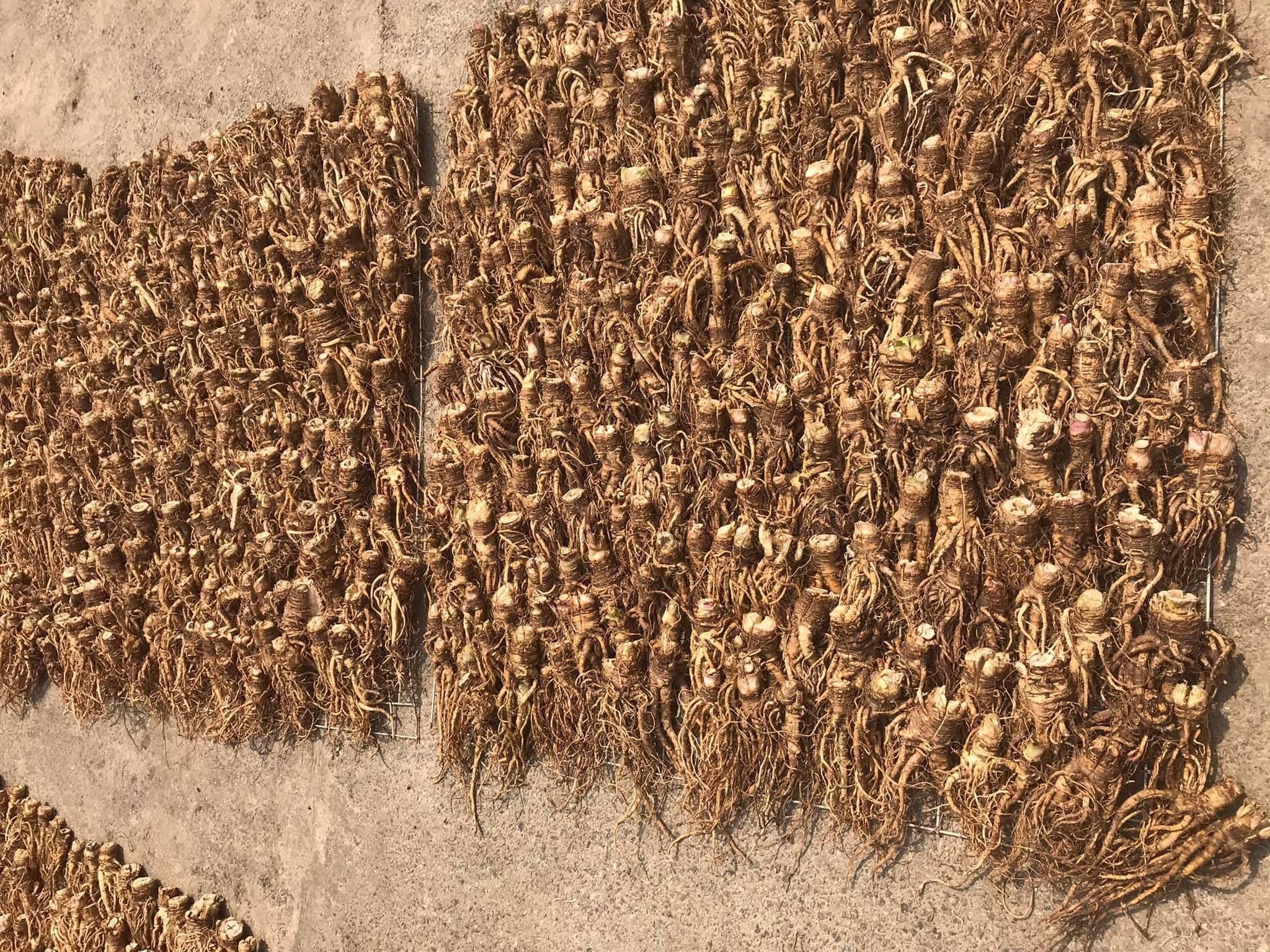 Củ đương quy phơi khô làm thuốc có tác dụng gì