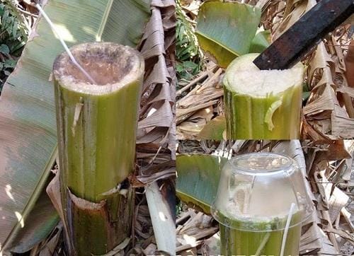 Cây chuối hột hỗ trợ điều trị tiểu đường