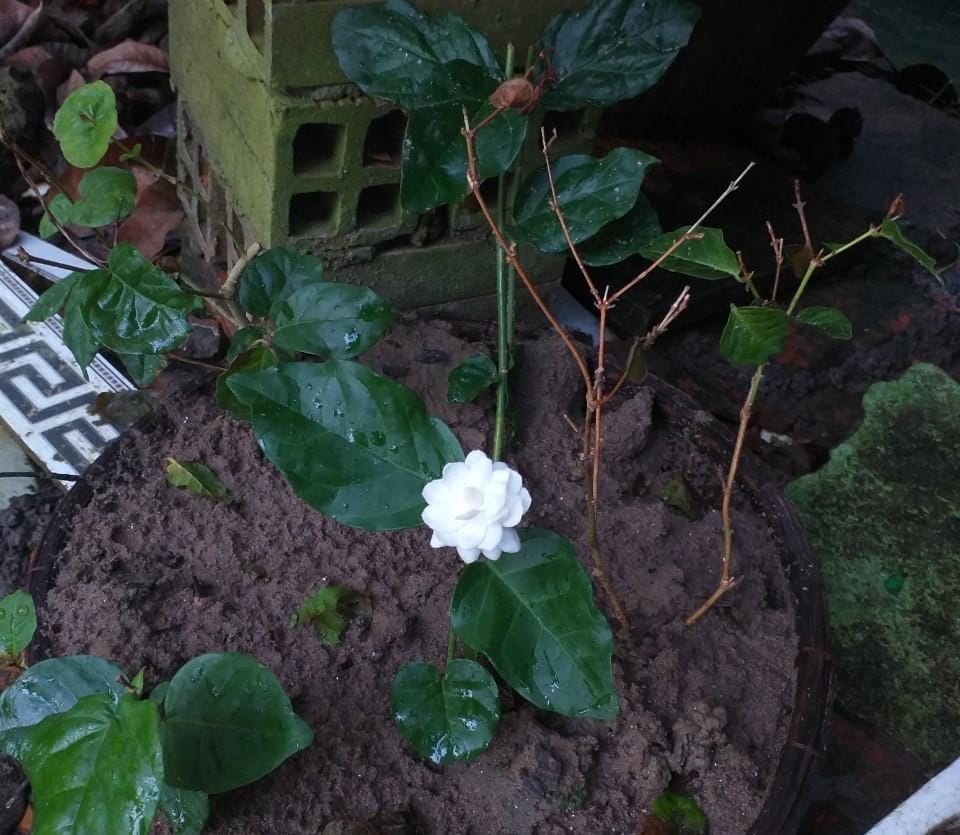 Cây nhài (cây lài)