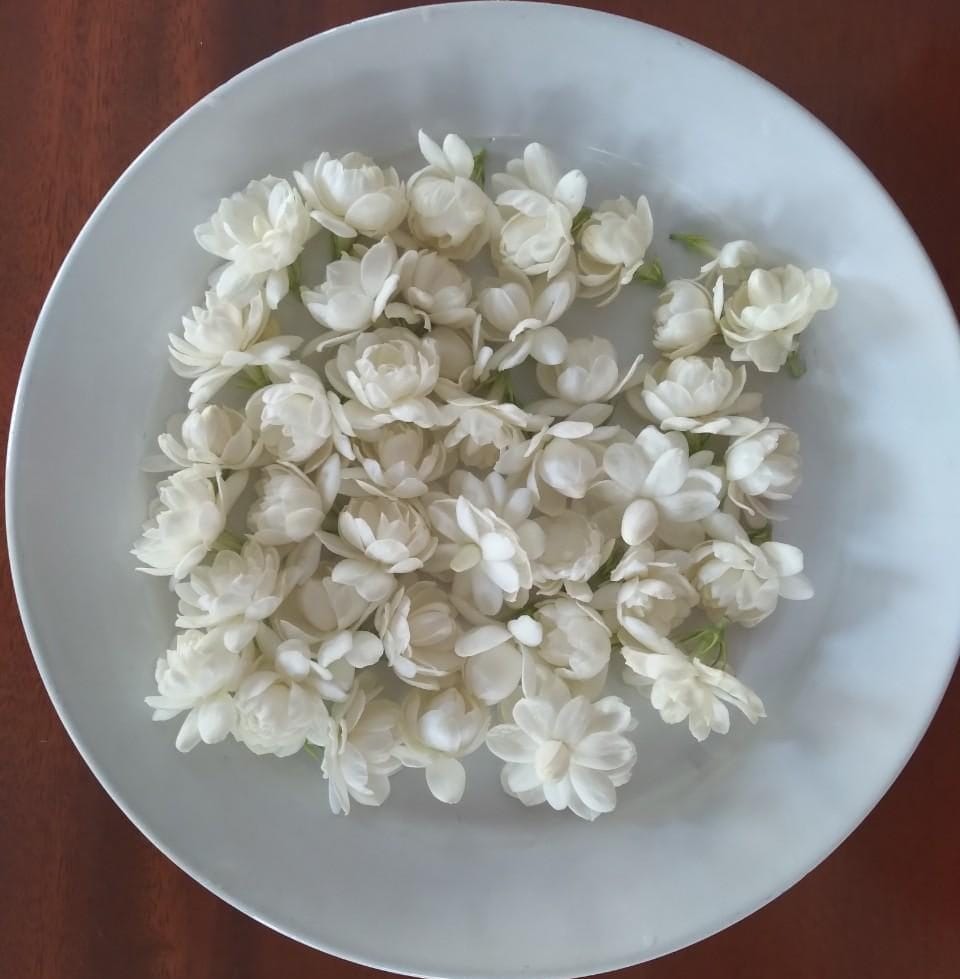 Hoa nhài ta có tác dụng gì