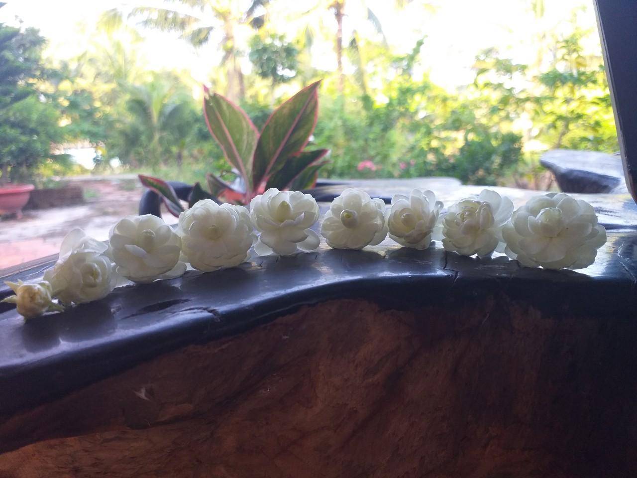 Hoa lài (hoa nhài ta, mạt lợi hoa, mạt lỵ hoa) có tác dụng gì