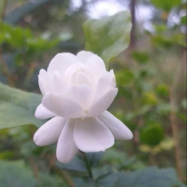 Một đóa hoa nhài