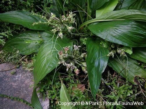 Cỏ vùi đầu (hồi đầu)