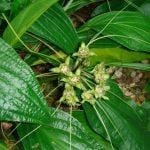 Cỏ vùi đầu (hồi đầu)