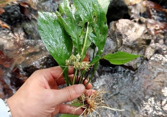 Củ cây cỏ vùi đầu