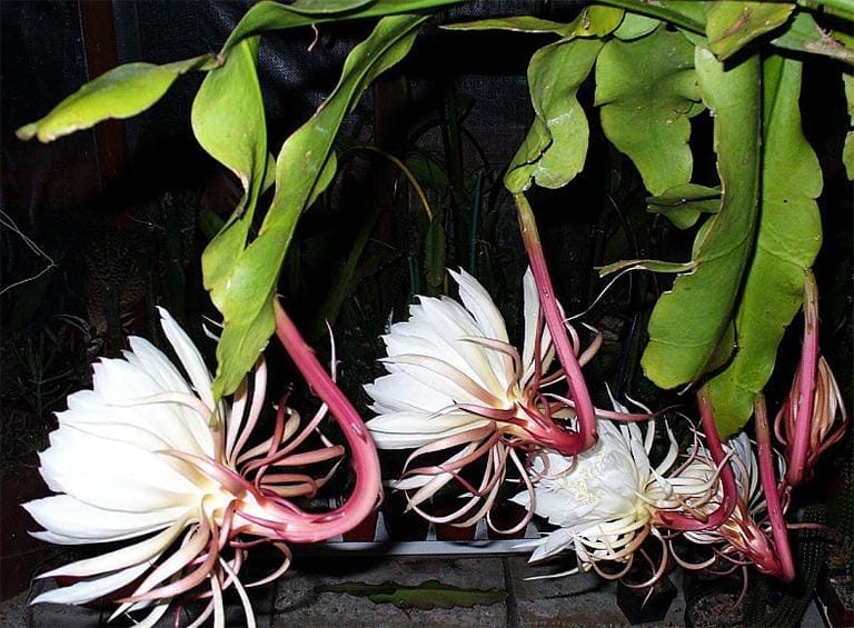 Hoa quỳnh có tác dụng gì