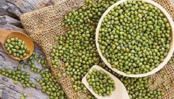 Trị gút (gout) bằng đậu xanh: đơn giản đến bất ngờ