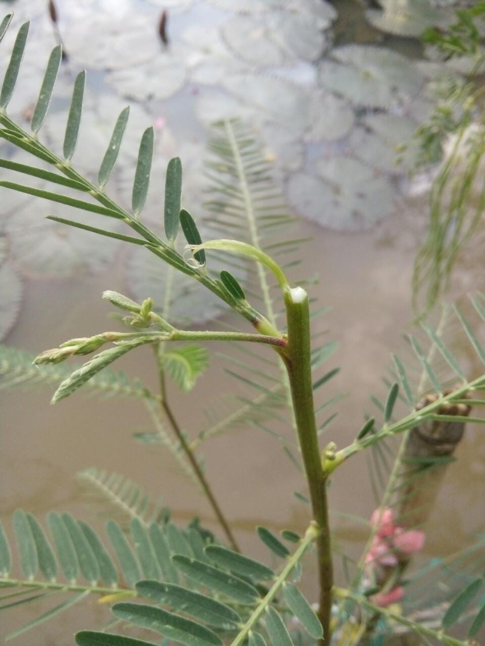 Đọt điên điển