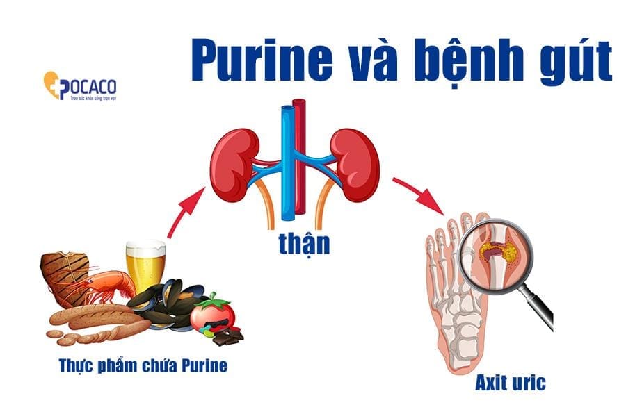 Purine và axit uric