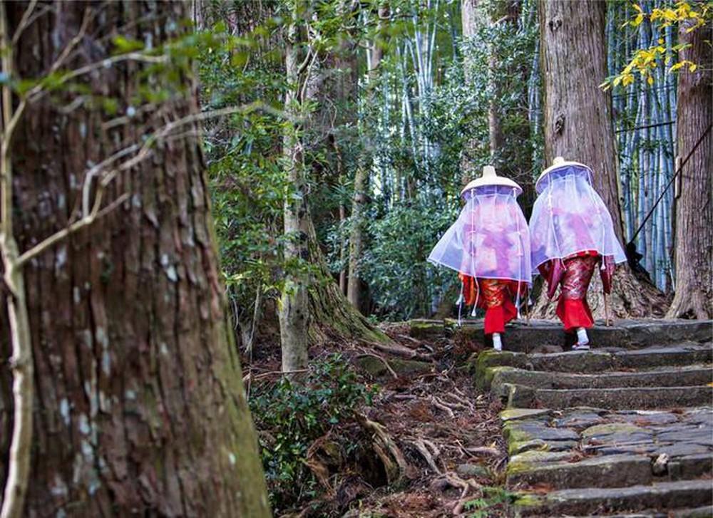 Tắm rừng Shinrin yoku - liệu pháp y học của người Nhật Bản