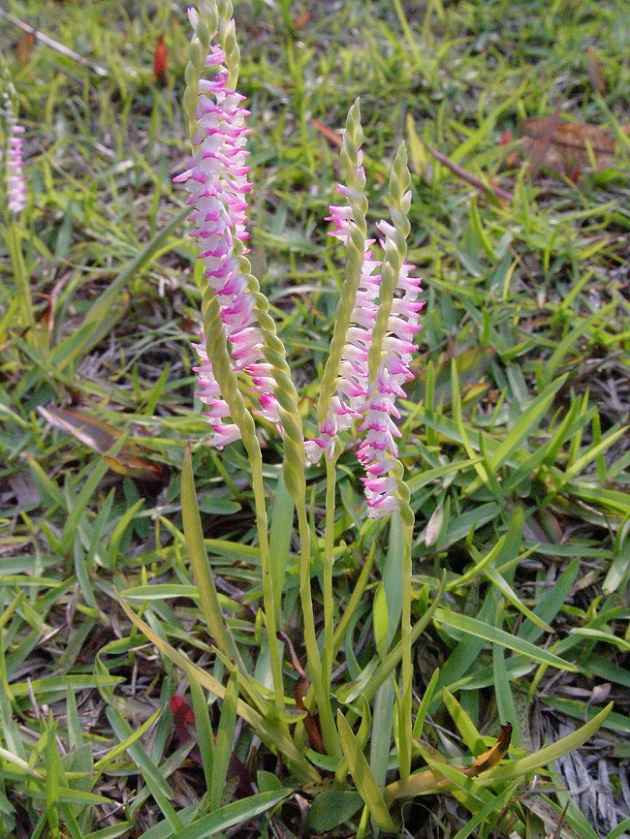 Lan cuốn chiếu (bàn long sâm)